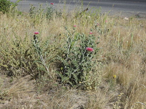 Image of Cirsium ochrocentrum by (c) Rachel Stringham, some rights reserved (CC BY)