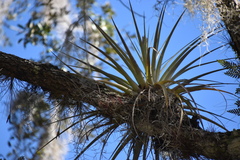 Tillandsia utriculata