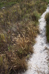 Pentameris curvifolia