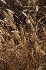 Pentameris curvifolia