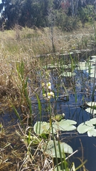 Sagittaria