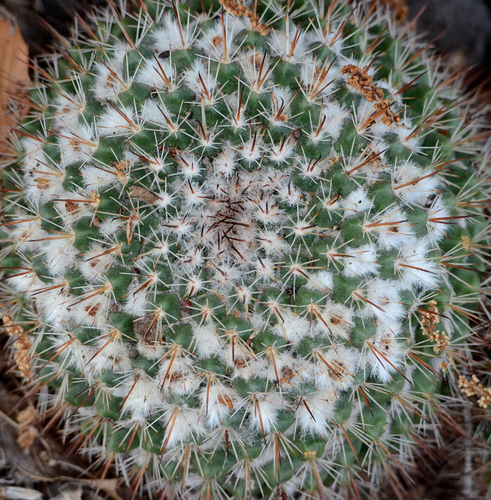 Medium