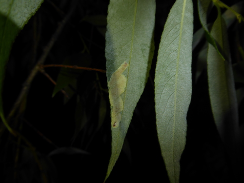 Aulagromyza tridentata