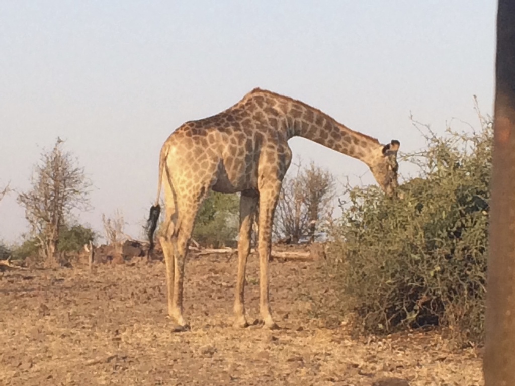 Giraffa giraffa giraffa, Chobe, BW-CH, BW-CH-CH, BW, by Ryan Zucker