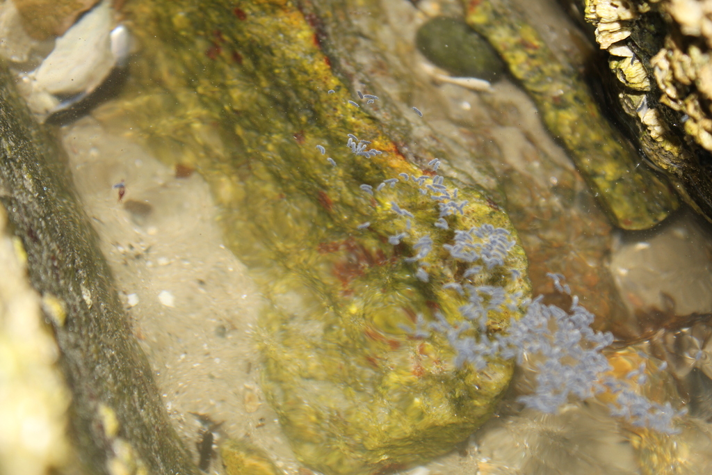 Seashore Springtail from Green HarborCedar Crest, Marshfield, MA, USA