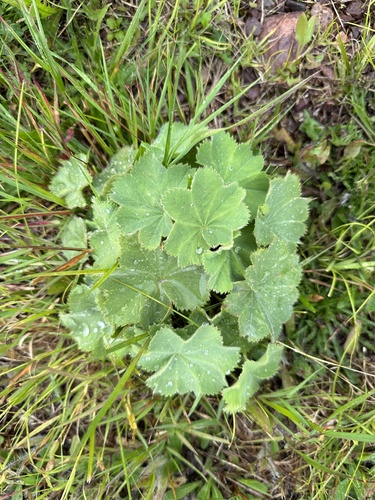 Lady's Mantle