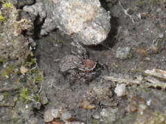 Attinella dorsata