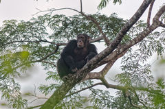 Pan troglodytes verus