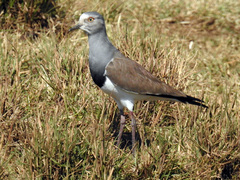 Black-Winged Lapwing photo 2
