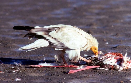 Egyptian Vulture