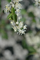 Ceanothus martini