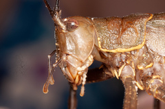 Meroncidius flavolimbatus