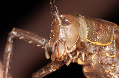 Meroncidius flavolimbatus