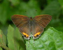 Hypolycaena thecloides