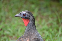 Penelope superciliaris