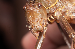 Meroncidius flavolimbatus