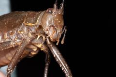 Meroncidius flavolimbatus