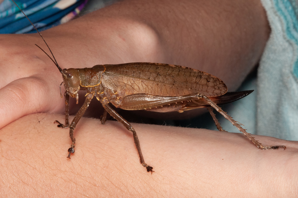 Meroncidius flavolimbatus