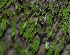 Claopodium whippleanum
