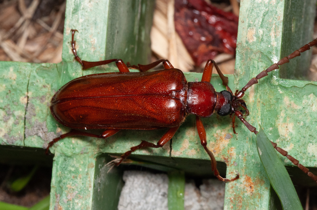 Mysteria cylindripennis