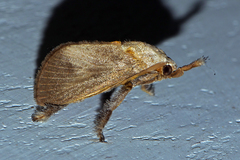 Hyphorma