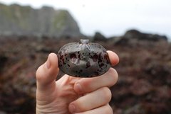 Cryptolithodes sitchensis