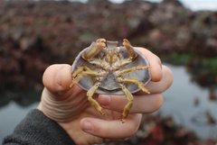 Cryptolithodes sitchensis