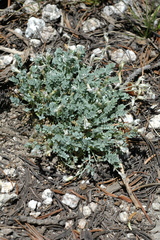 Astragalus calycosus