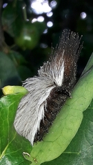 Megalopyginae