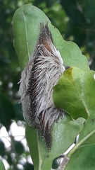 Megalopyginae