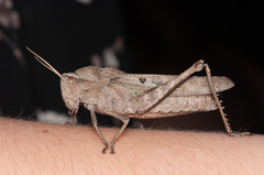 Xyleus discoideus discoideus