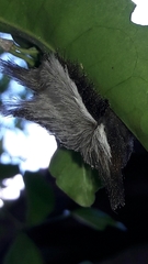 Megalopyginae