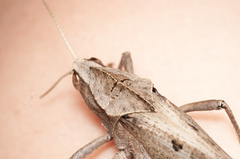 Xyleus discoideus discoideus