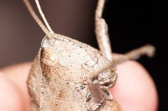 Xyleus discoideus discoideus