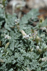 Astragalus calycosus