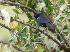 Diglossa lafresnayii