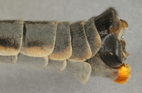Blauwe goudtip, photo 6 of 10