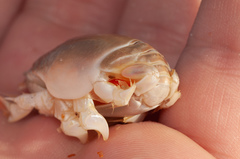Emerita brasiliensis