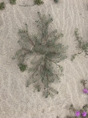 Astragalus insularis harwoodii