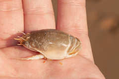 Emerita brasiliensis