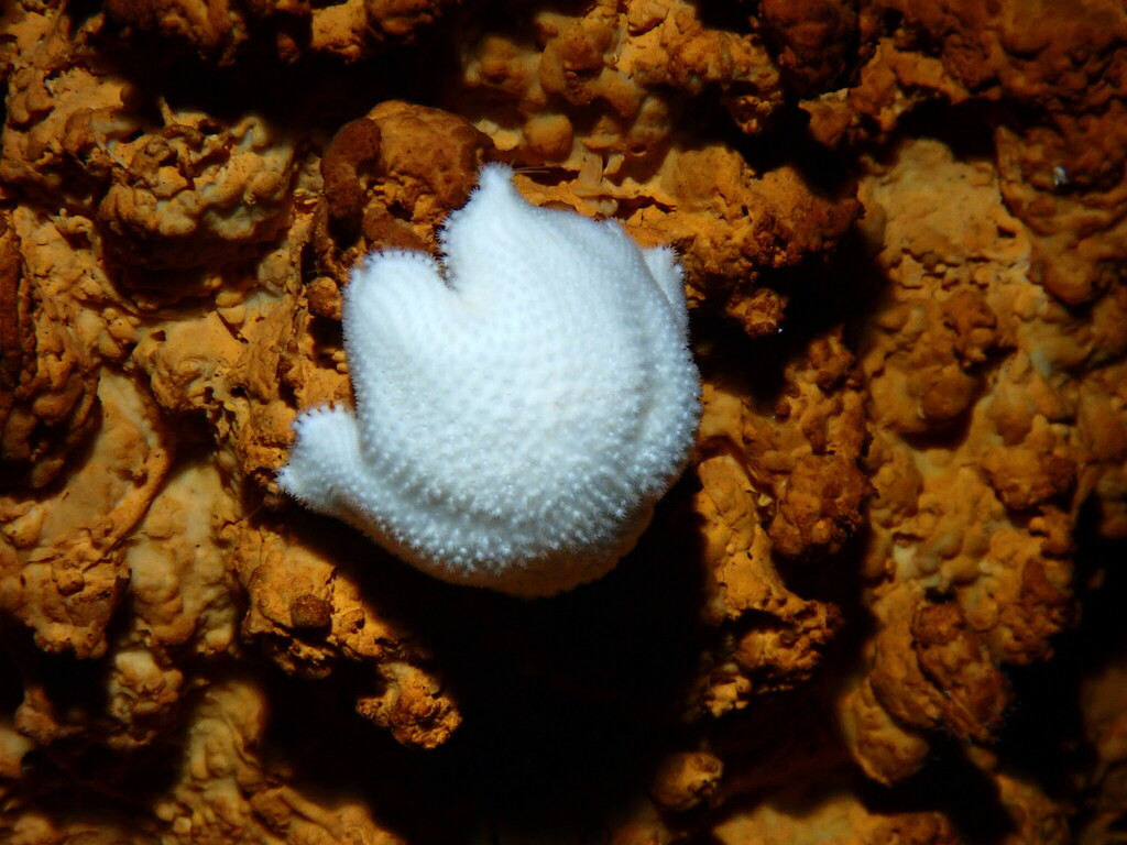 Asterinides