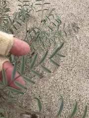 Astragalus insularis harwoodii