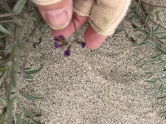 Astragalus insularis harwoodii