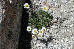 Erigeron leiomerus