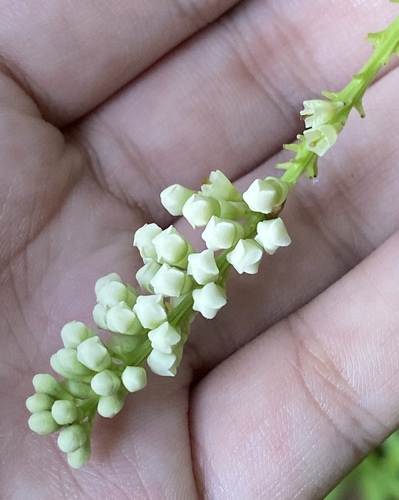 Citharexylum caudatum observed 2023-08-02