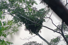 Pan troglodytes verus