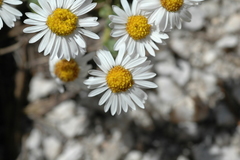 Erigeron leiomerus