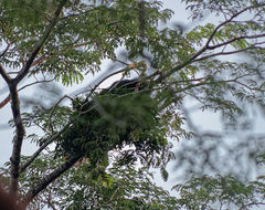 Pan troglodytes verus