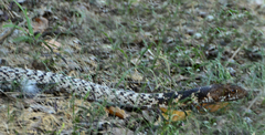 Masticophis fuliginosus