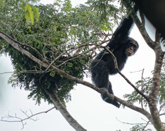 Pan troglodytes verus